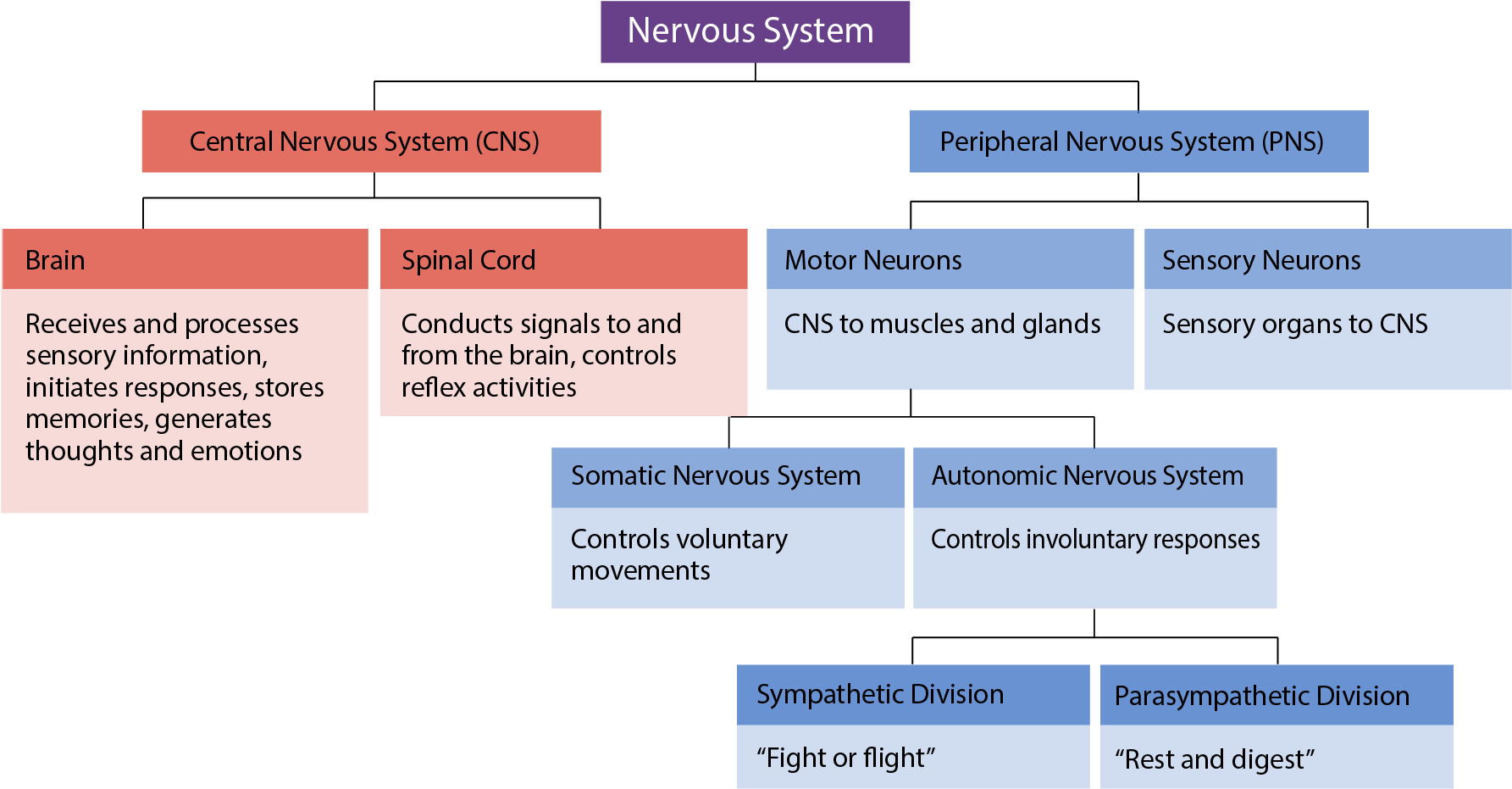 Divisions And Subdivisions Of The Nervous Syste - Interactive Activity Divisions Of The Nervous System, Hd Png Download