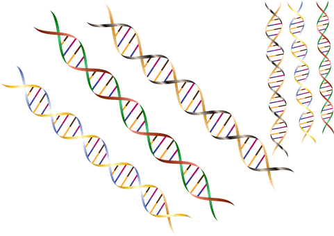 Dna Png 481 X 340