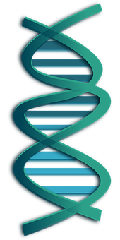 Dna Png 170 X 340
