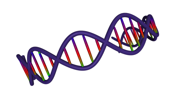 Dna Png 644 X 340