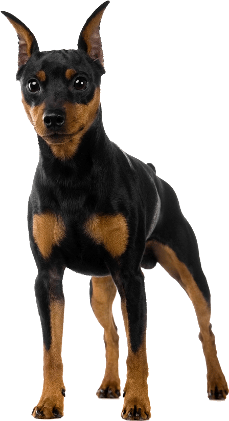 A Black And Brown Dog Standing