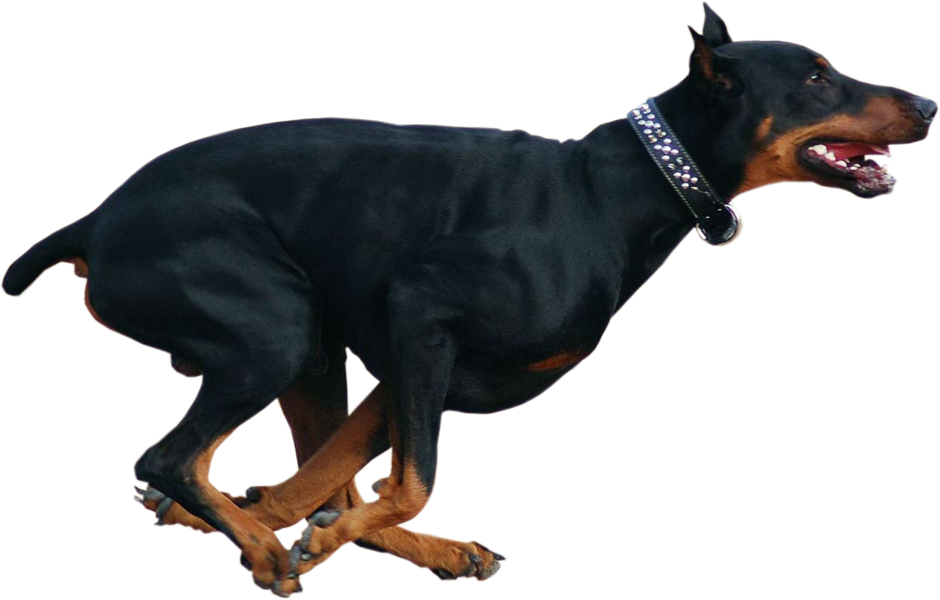 A Black And Brown Dog With A Black Background