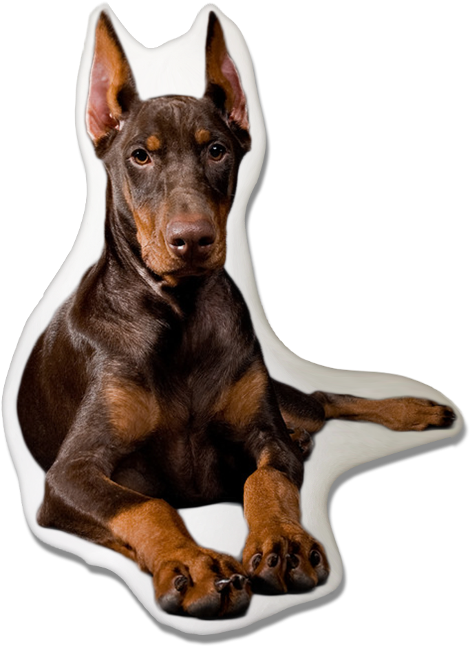 A Dog Lying Down With A Black Background