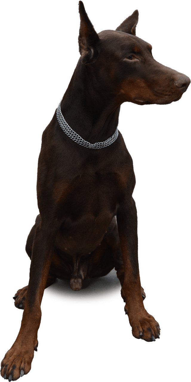 A Dog Sitting With A Silver Chain Around Its Neck