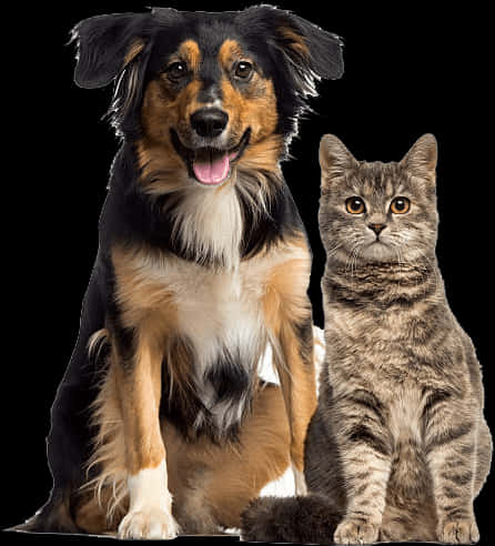 Dog And Cat Sitting