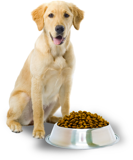A Dog Sitting Next To A Bowl Of Food