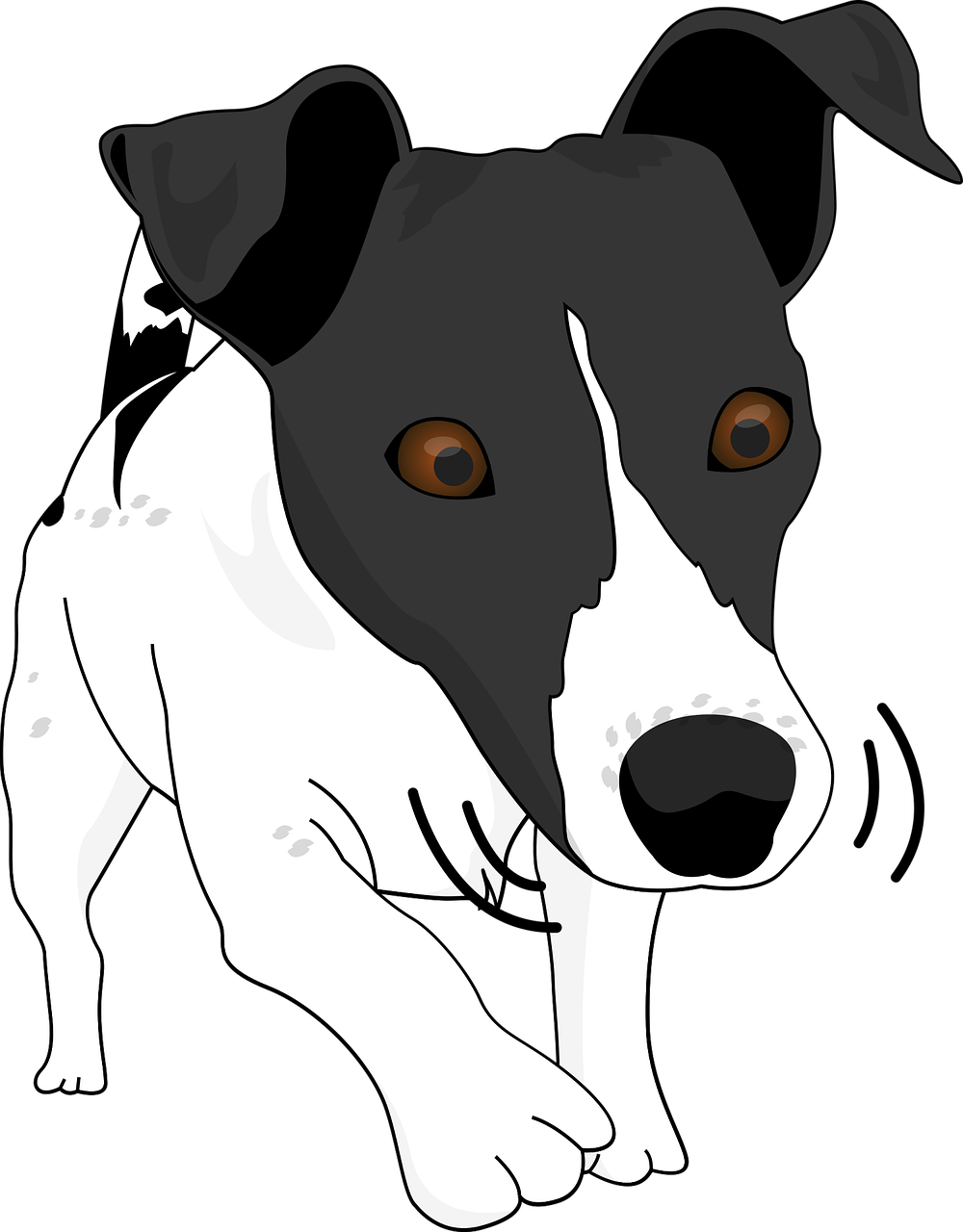A Black And White Dog With Brown Eyes