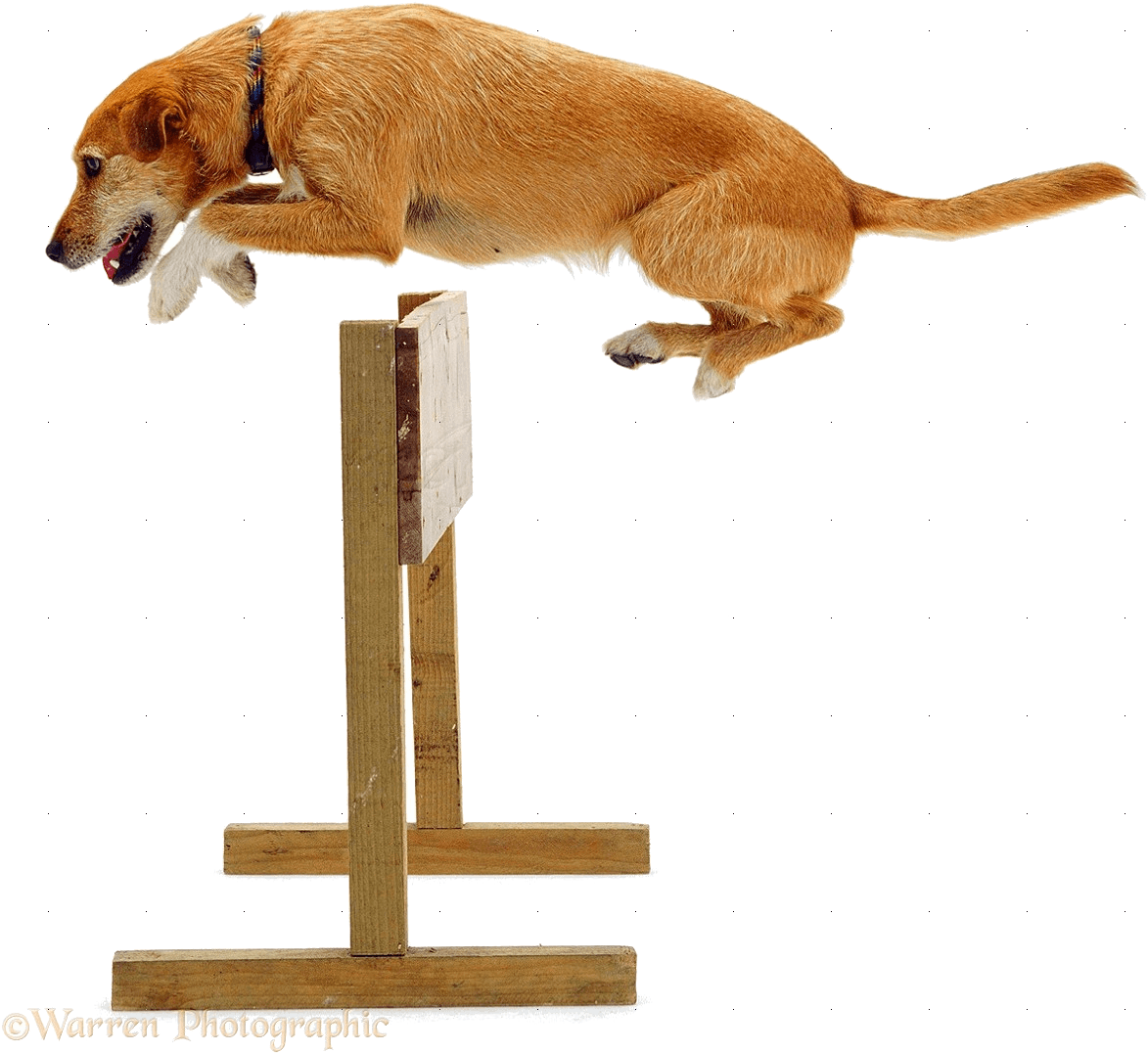 A Dog Jumping Over A Wooden Structure