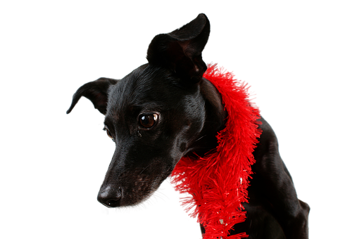 A Dog Wearing A Red Scarf