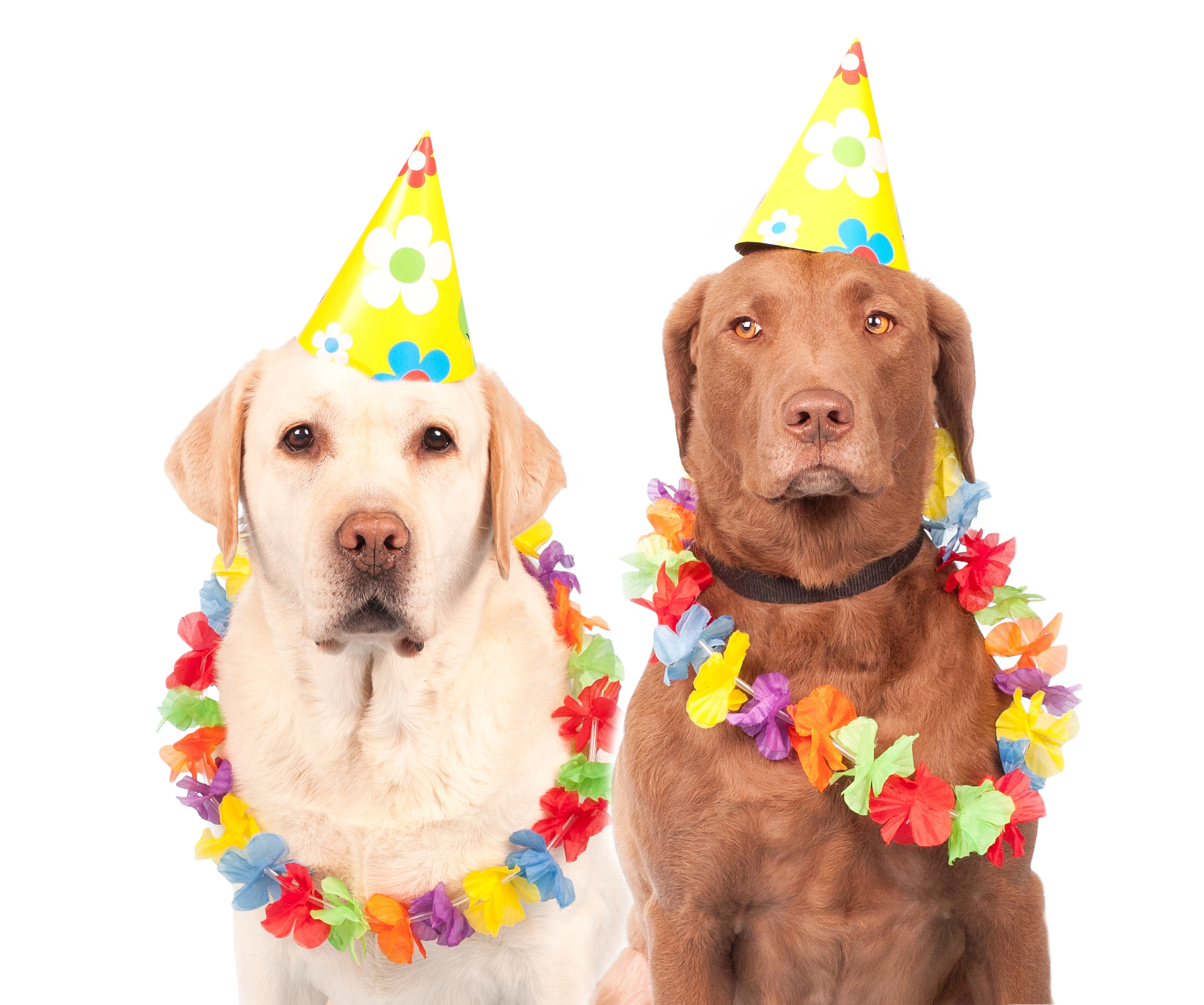 Two Dogs Wearing Party Hats And Leis