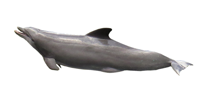 Dolphin Png 696 X 340