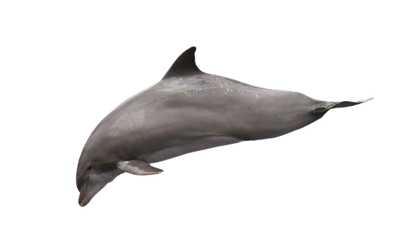 Dolphin Png 555 X 340