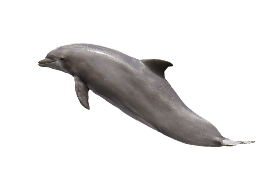 Dolphin Png 546 X 340
