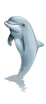 Dolphin Png 153 X 340