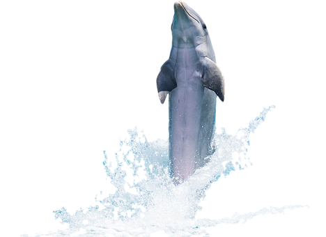 A Dolphin Jumping Out Of Water