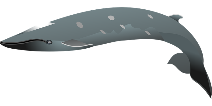 A Whale With White Dots