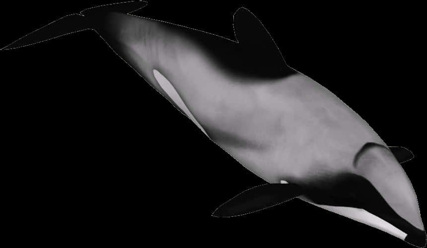 Dolphin Png