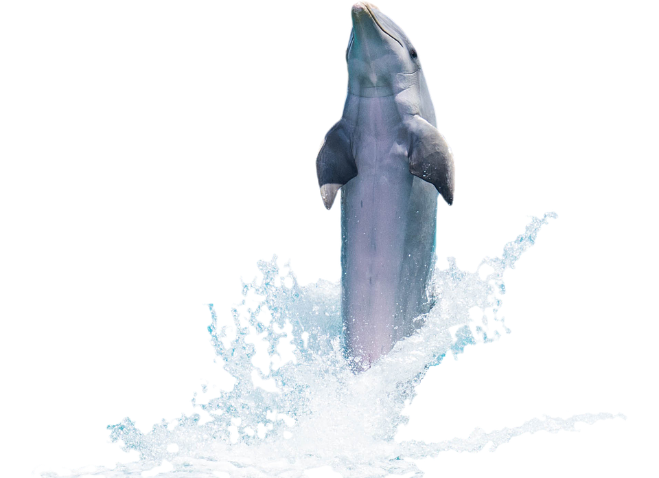 Dolphin Png 960 X 696