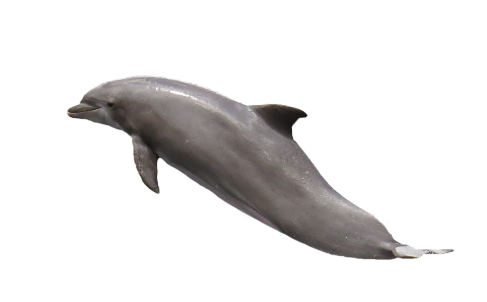 Dolphin Png 960 X 597