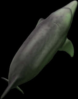 Dolphin Png