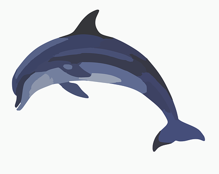 Dolphin Png 428 X 340