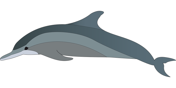 A Dolphin On A Black Background