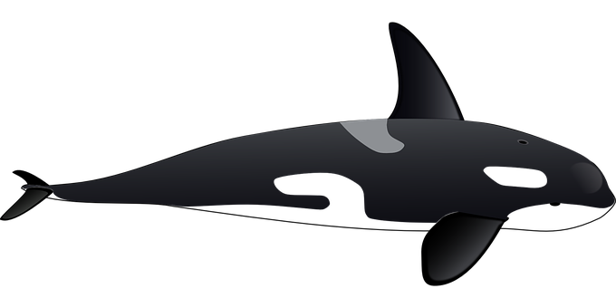 Dolphin Png 680 X 340
