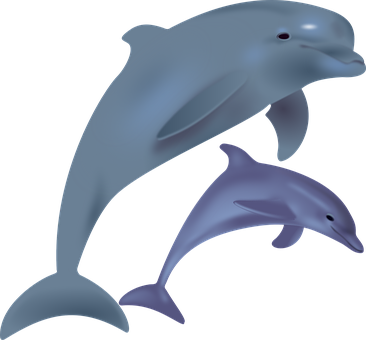 A Couple Of Dolphins In Different Poses