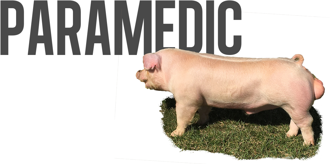 A Pig Standing On Grass