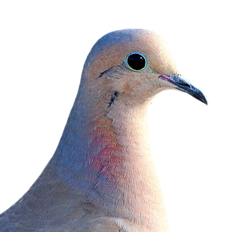 A Close Up Of A Bird