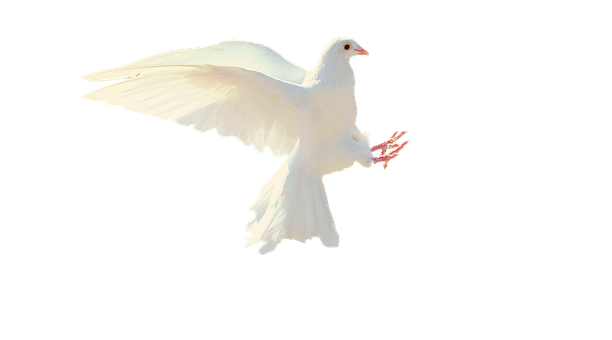 A White Dove In Flight