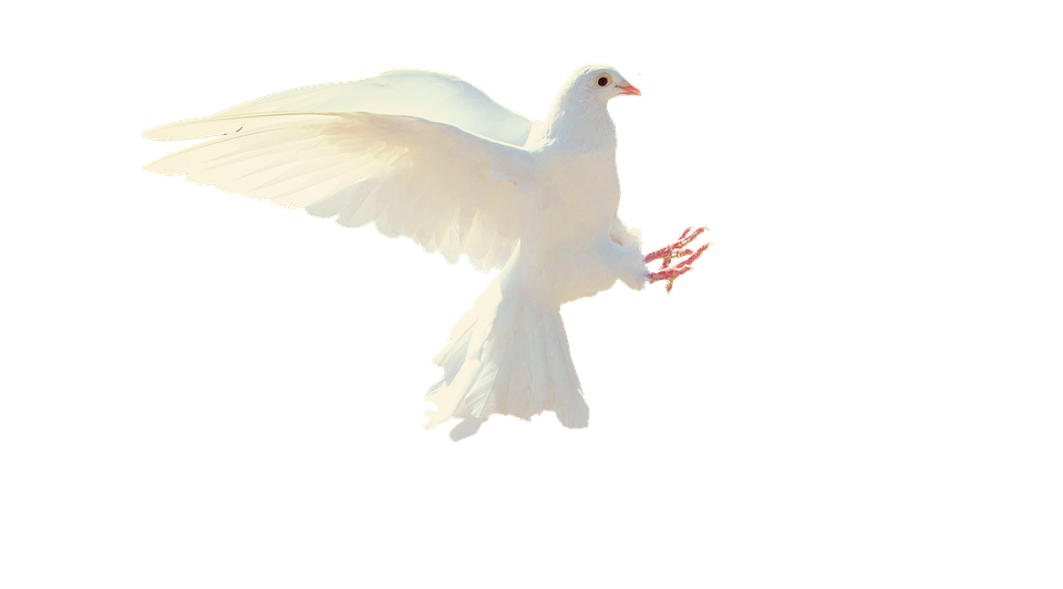 A White Bird With Its Wings Spread