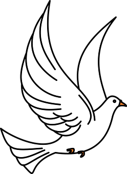 A White Dove With Black Background