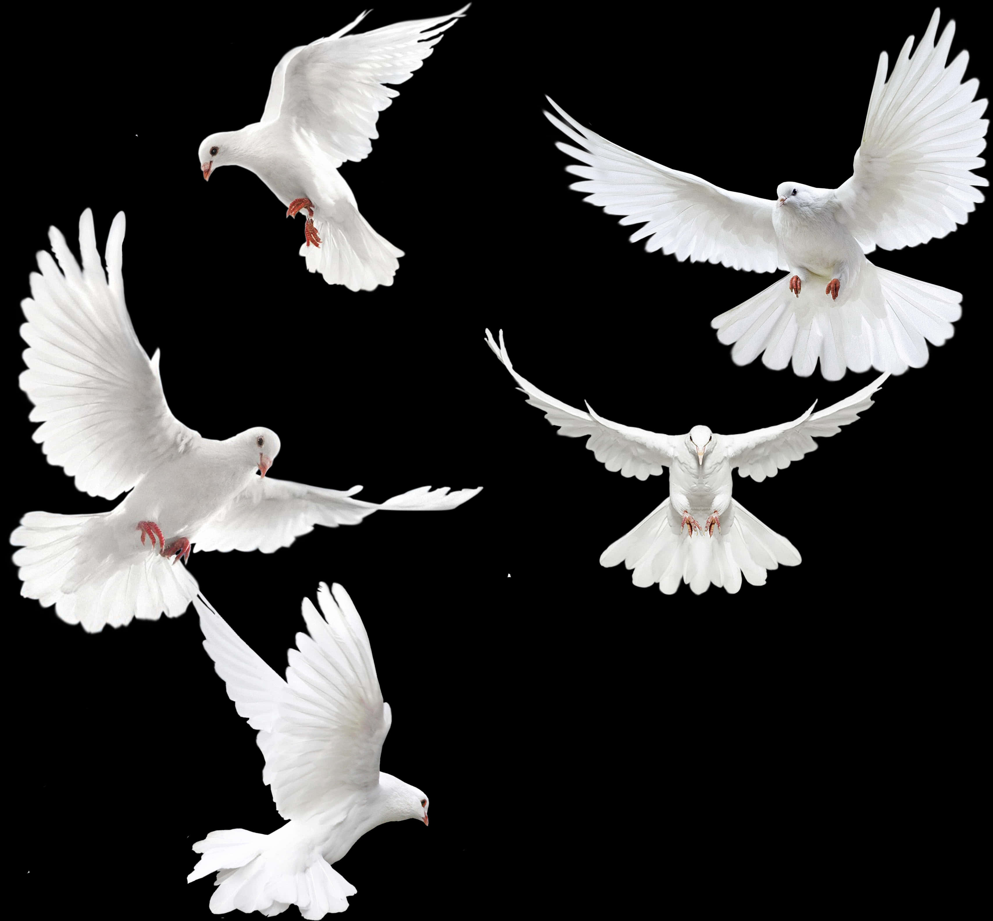 A Group Of White Doves Flying