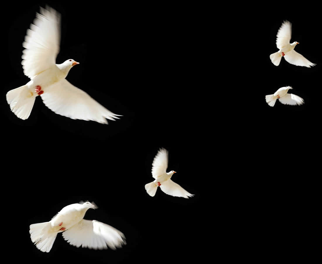A Group Of White Birds Flying In The Sky