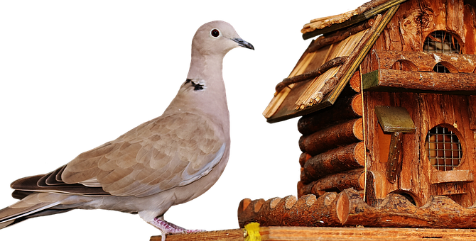 A Bird Standing On A Log House