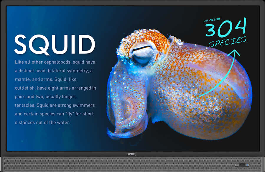 A Screen Shot Of A Squid