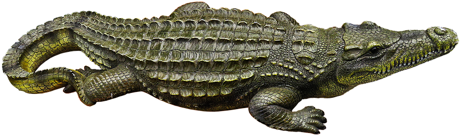 A Close Up Of A Crocodile