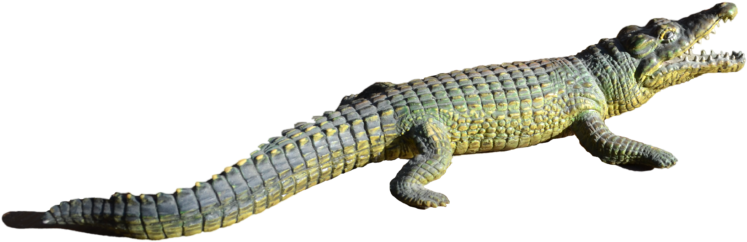A Reptile With Long Tail