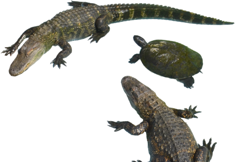A Group Of Reptiles With A Turtle
