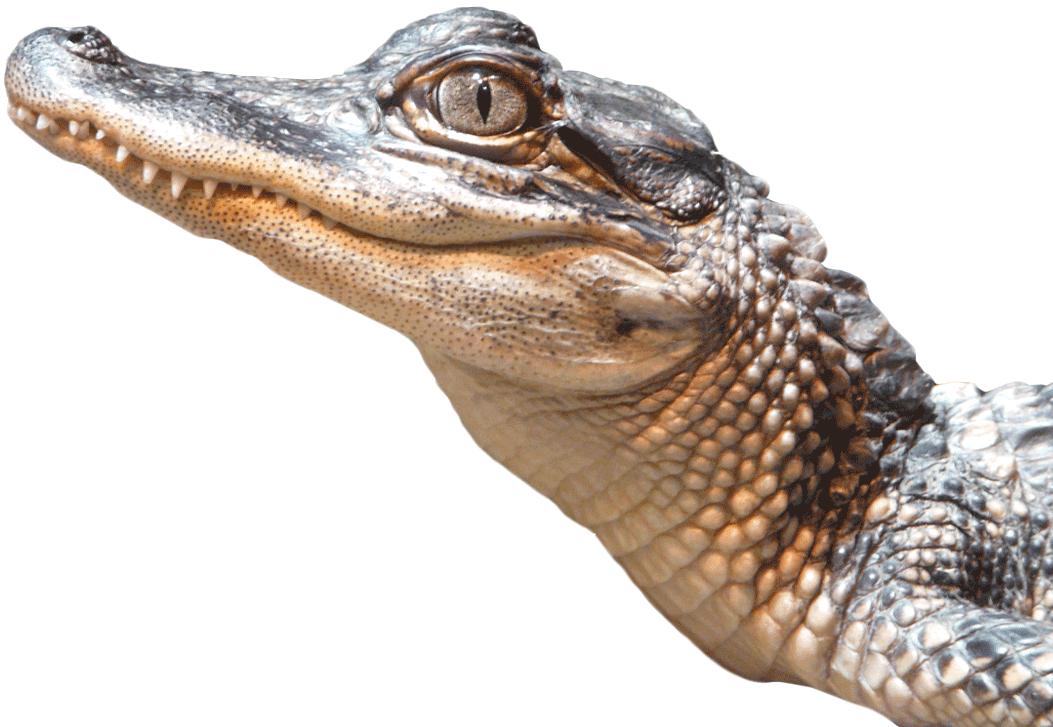 A Close Up Of A Reptile