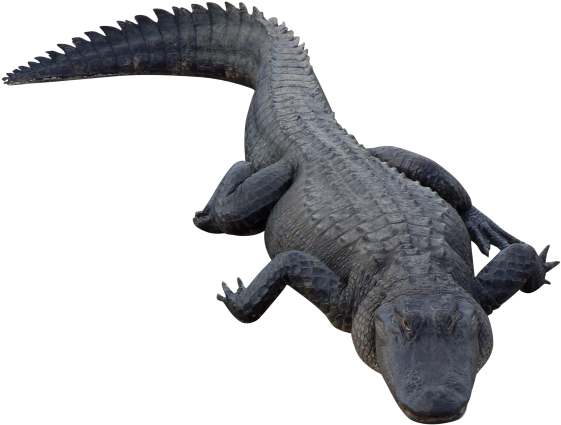 A Large Alligator Lying On Its Back
