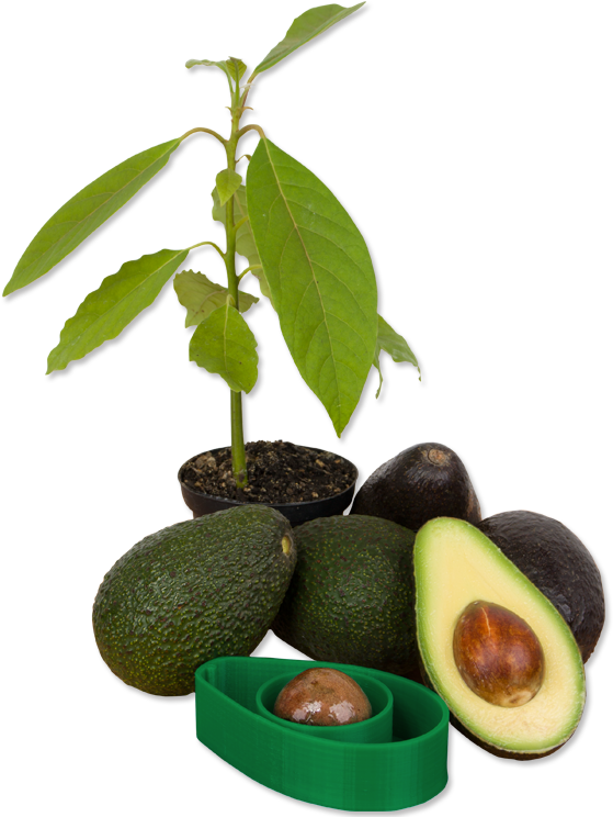 A Group Of Avocados And A Plant