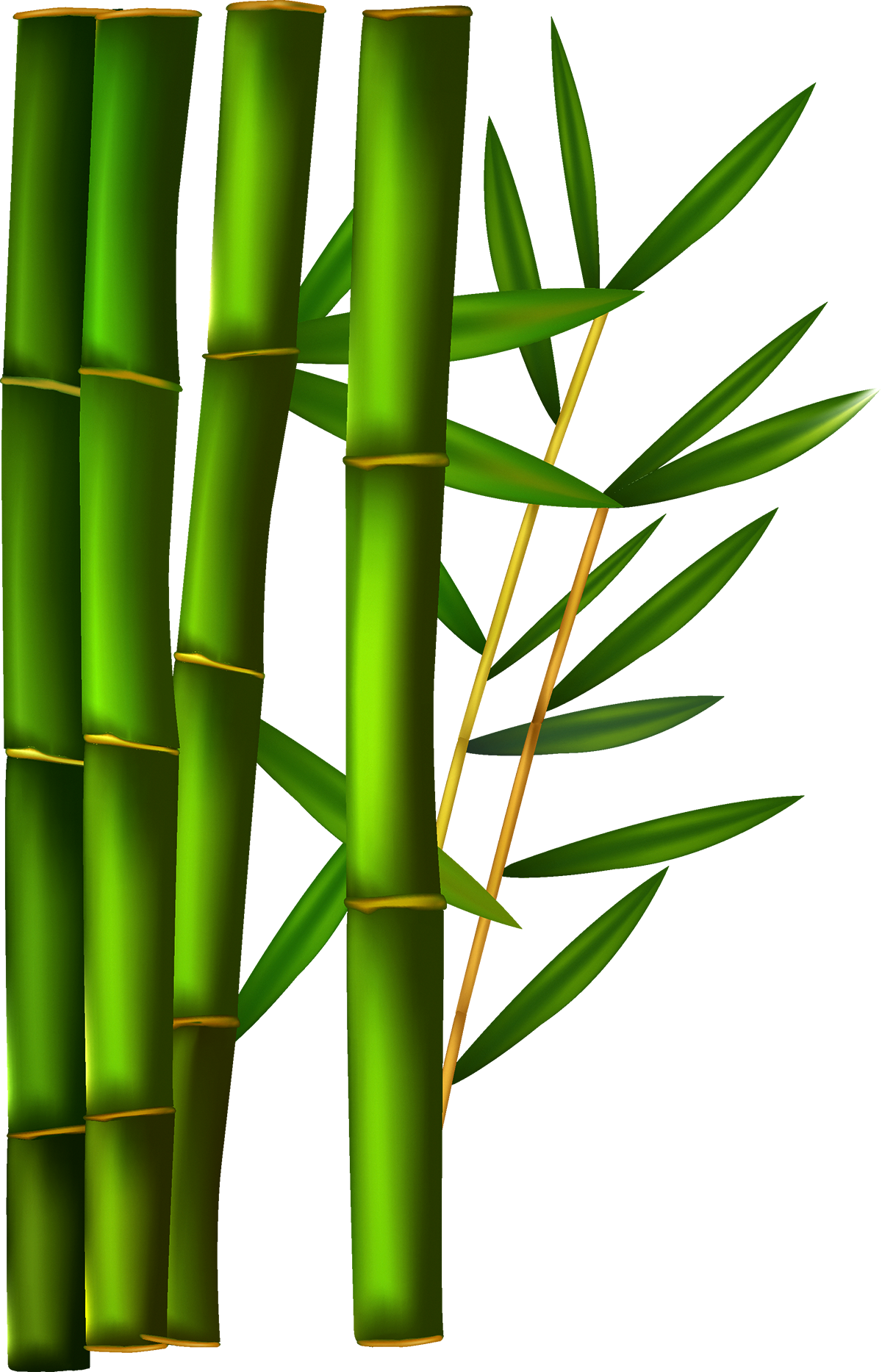 A Close Up Of Bamboo