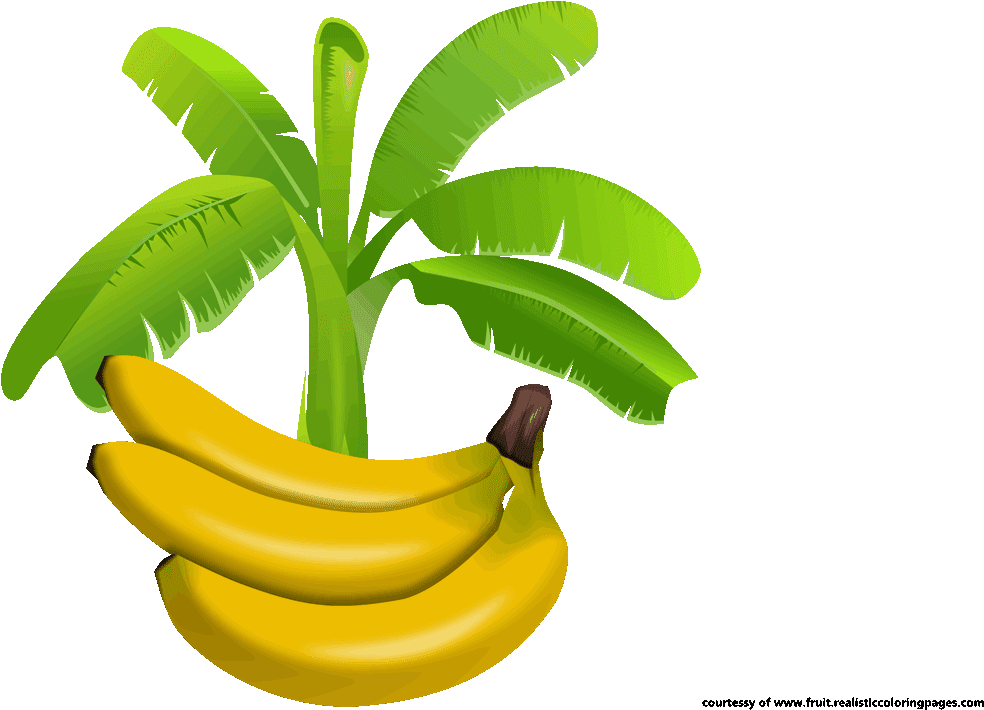 Download Banana Tree Png File