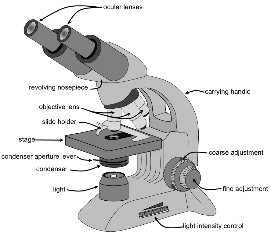 A Grey And White Microscope
