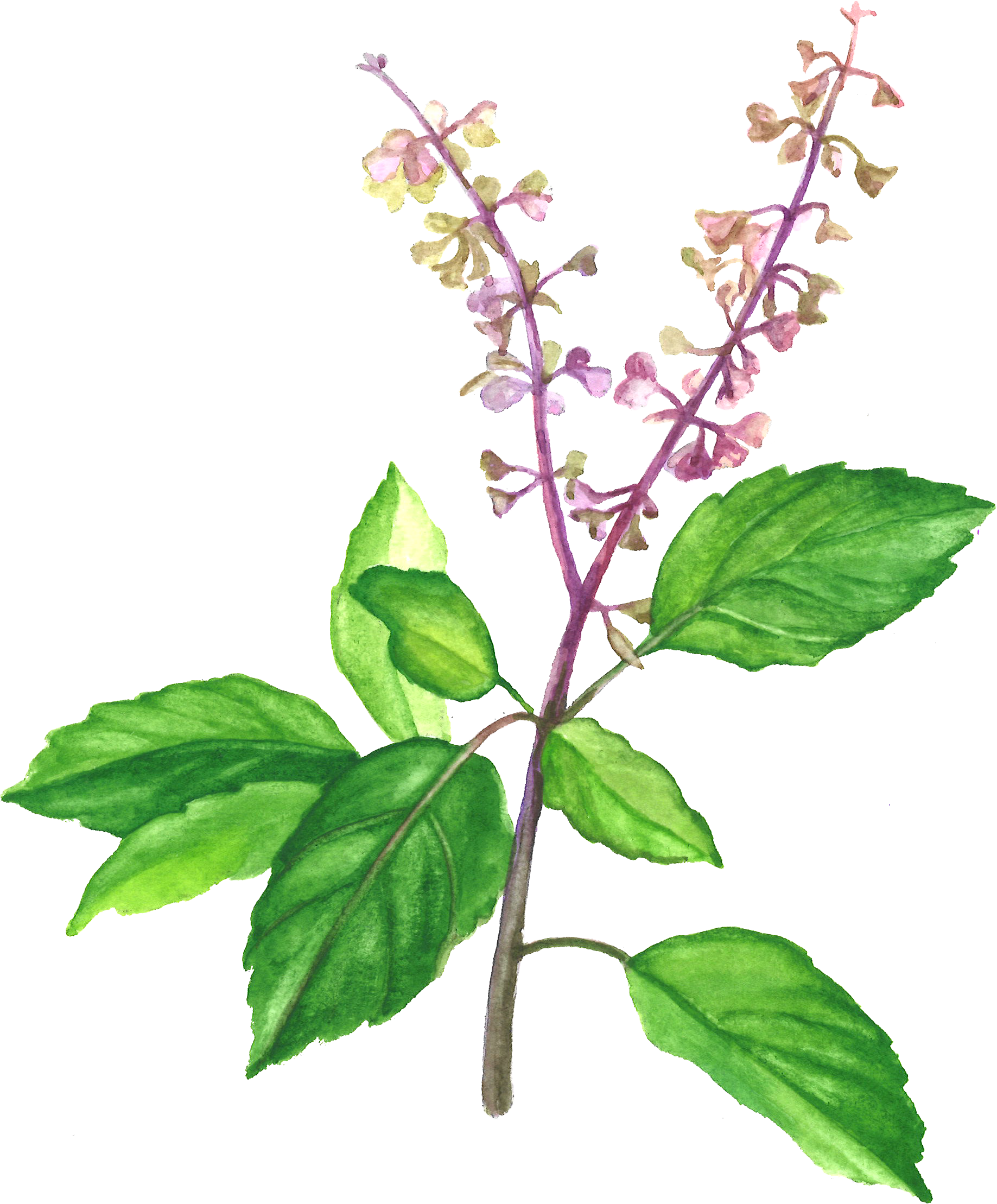A Plant With Flowers And Leaves