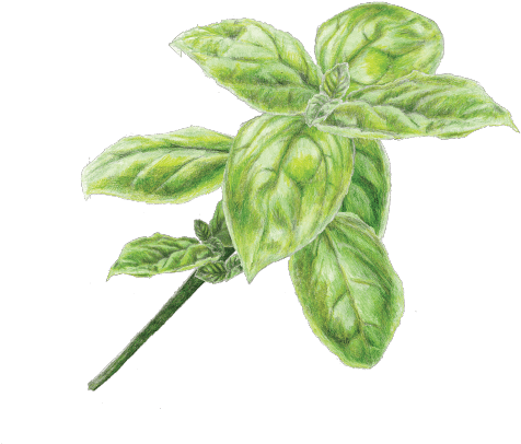 A Drawing Of A Plant