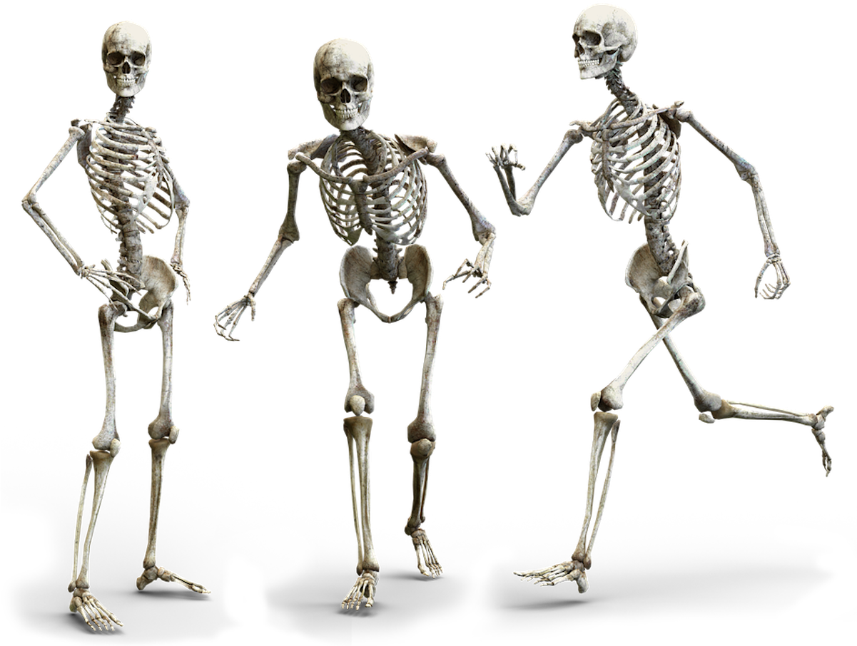 A Group Of Skeletons Posing For The Camera