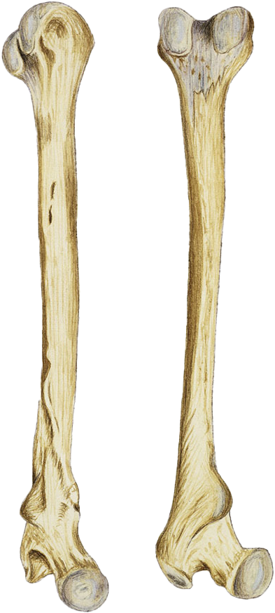 A Pair Of Bones On A Black Background